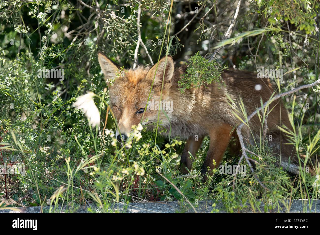 Gros plan d'un renard rouge ibérique sauvage (Zorro, Vulpes Vulpes Silacea) Banque D'Images