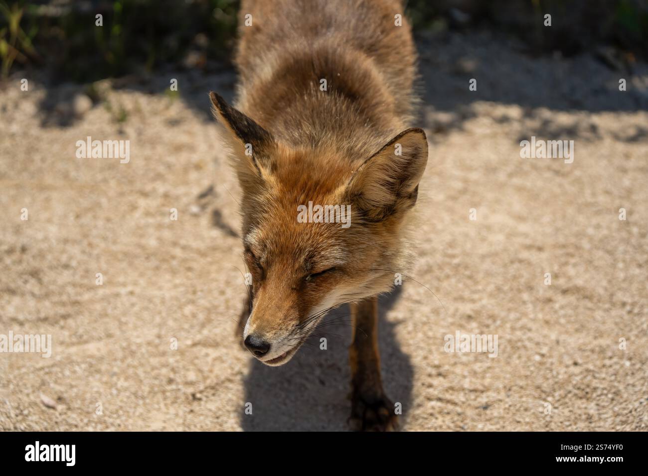 Gros plan d'un renard rouge ibérique sauvage (Zorro, Vulpes Vulpes Silacea) Banque D'Images