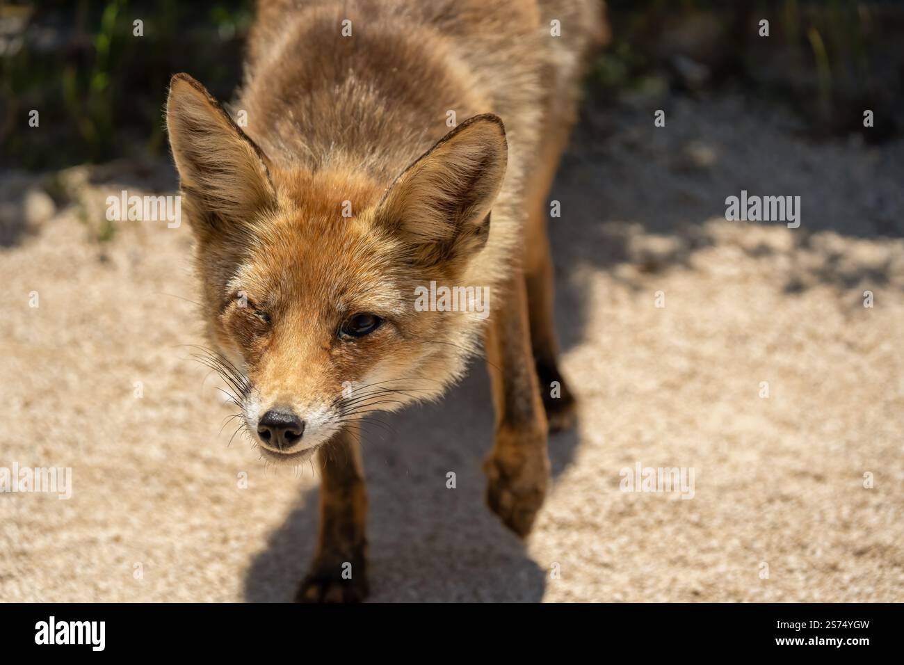Gros plan d'un renard rouge ibérique sauvage (Zorro, Vulpes Vulpes Silacea) Banque D'Images