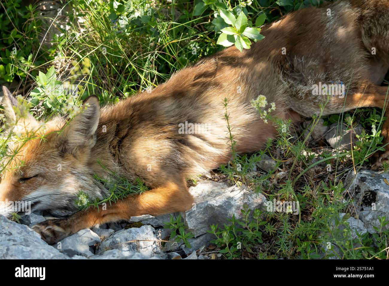 Gros plan d'un renard rouge ibérique sauvage (Zorro, Vulpes Vulpes Silacea) Banque D'Images