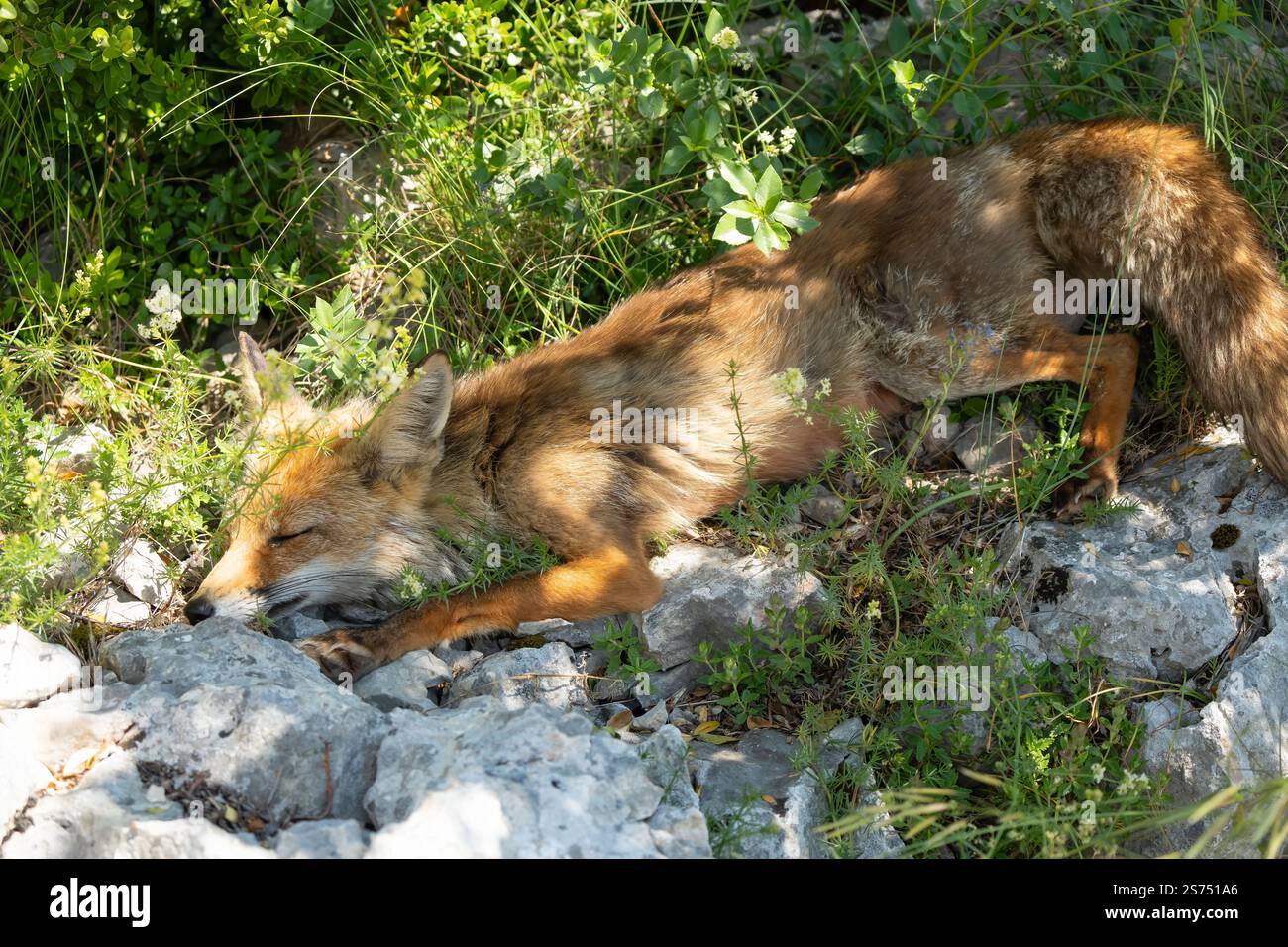 Gros plan d'un renard rouge ibérique sauvage (Zorro, Vulpes Vulpes Silacea) Banque D'Images