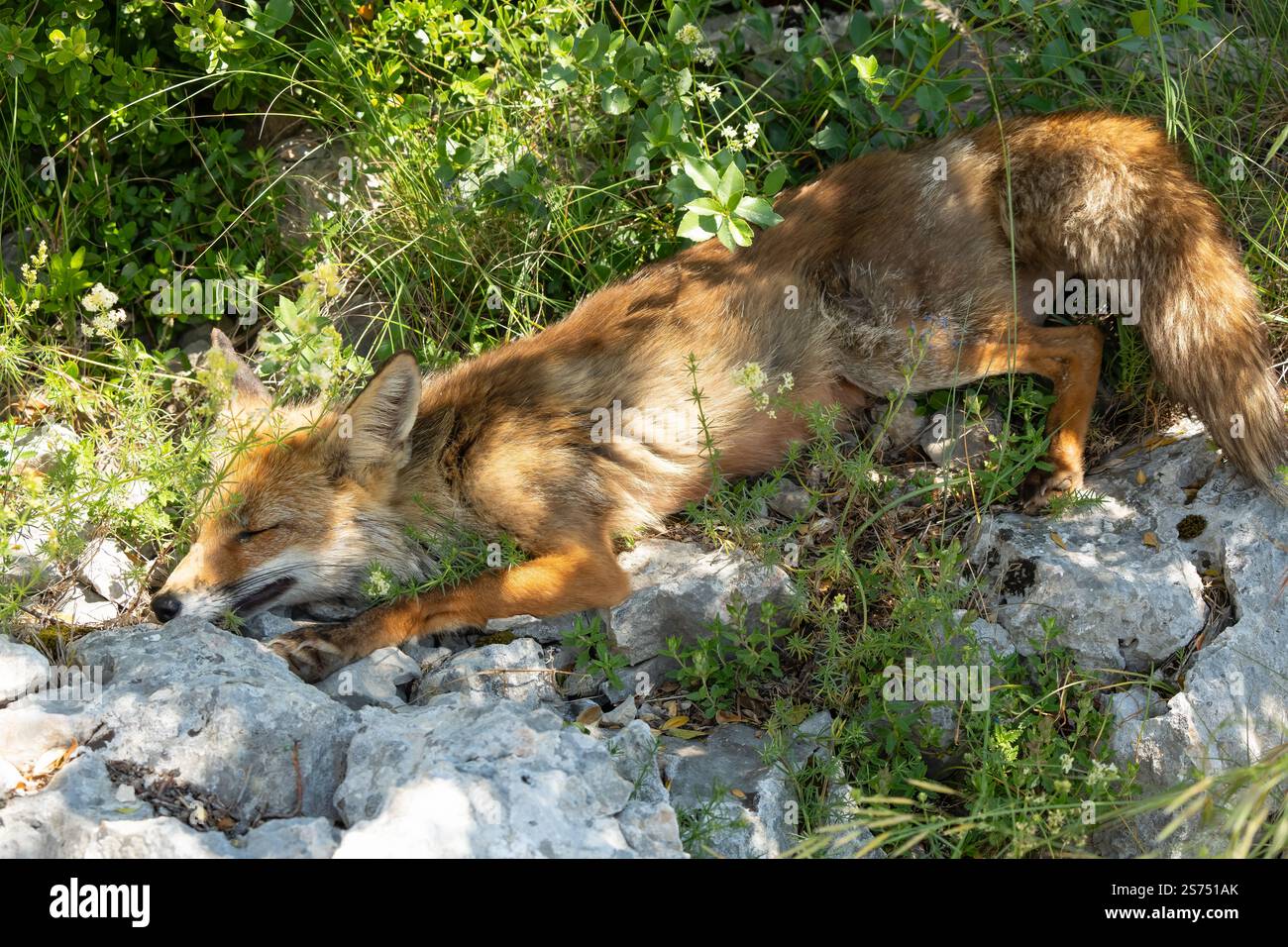 Gros plan d'un renard rouge ibérique sauvage (Zorro, Vulpes Vulpes Silacea) Banque D'Images