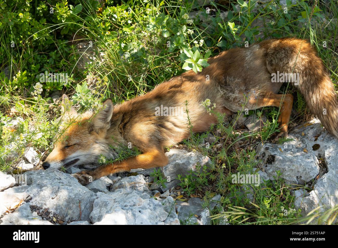 Gros plan d'un renard rouge ibérique sauvage (Zorro, Vulpes Vulpes Silacea) Banque D'Images