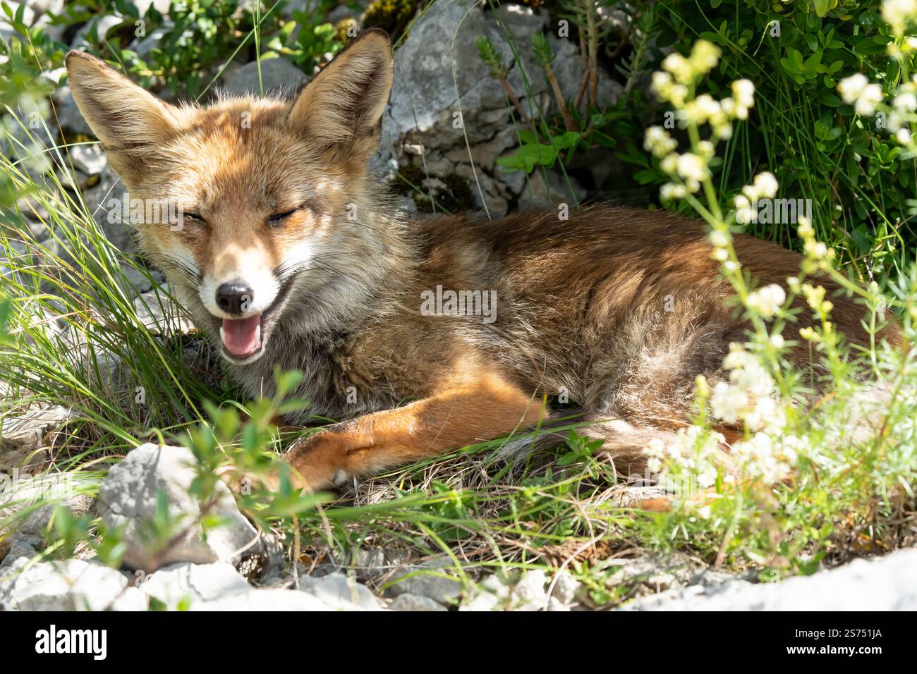 Gros plan d'un renard rouge ibérique sauvage (Zorro, Vulpes Vulpes Silacea) Banque D'Images