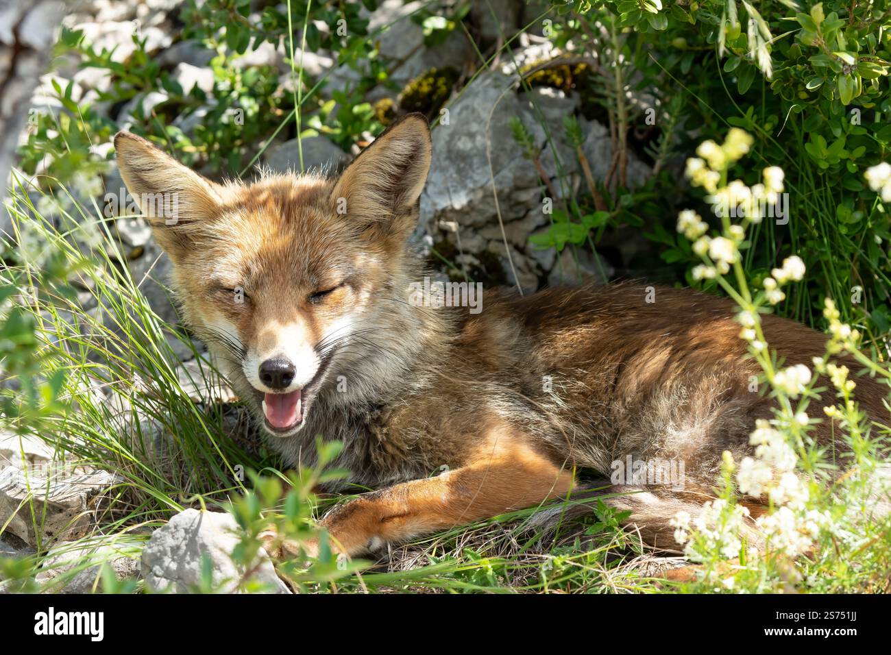 Gros plan d'un renard rouge ibérique sauvage (Zorro, Vulpes Vulpes Silacea) Banque D'Images