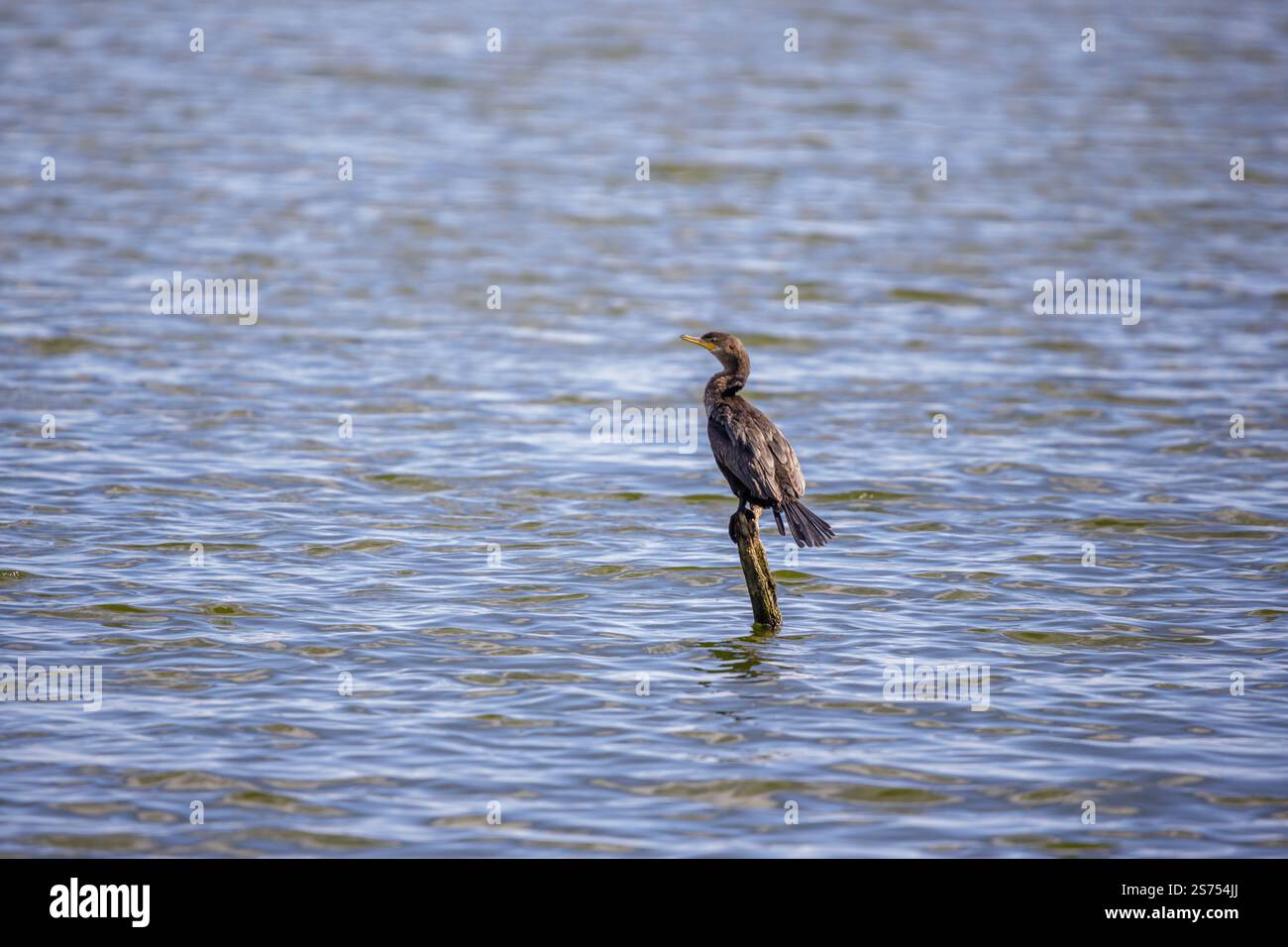 Cormoran néotrope (Phalacrocorax brasilianus) perché sur un poteau dans un lagon. Banque D'Images