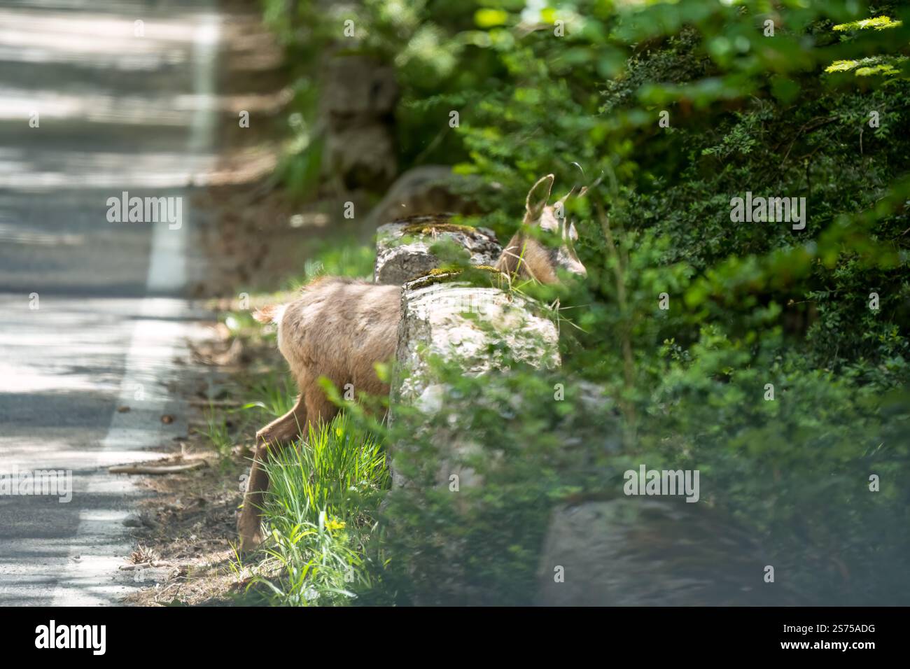 Un chamois, chèvre alpine (rupicapra rupicapra) sur une route de montagne Banque D'Images