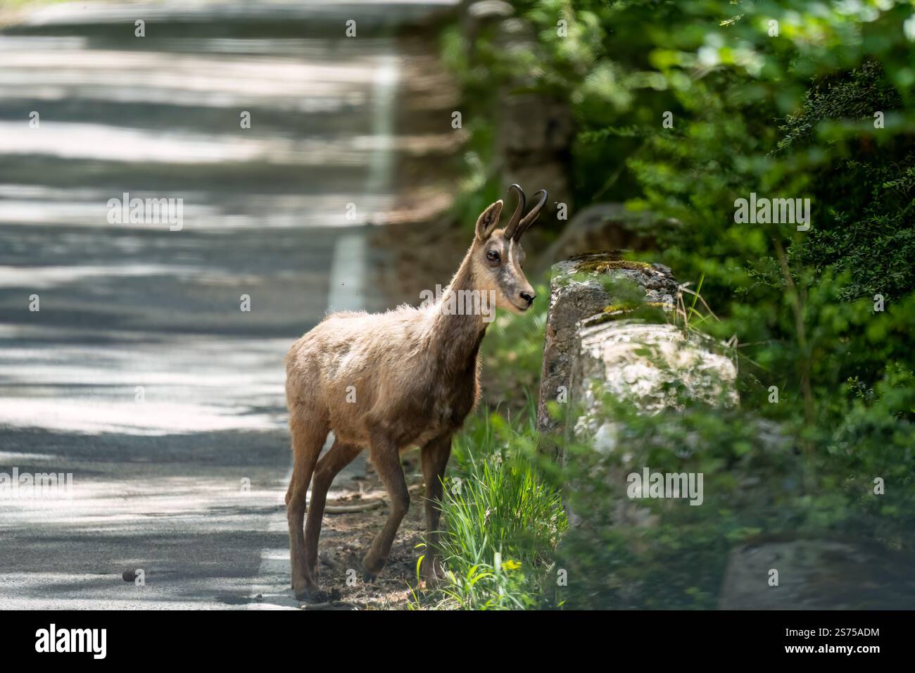 Un chamois, chèvre alpine (rupicapra rupicapra) sur une route de montagne Banque D'Images