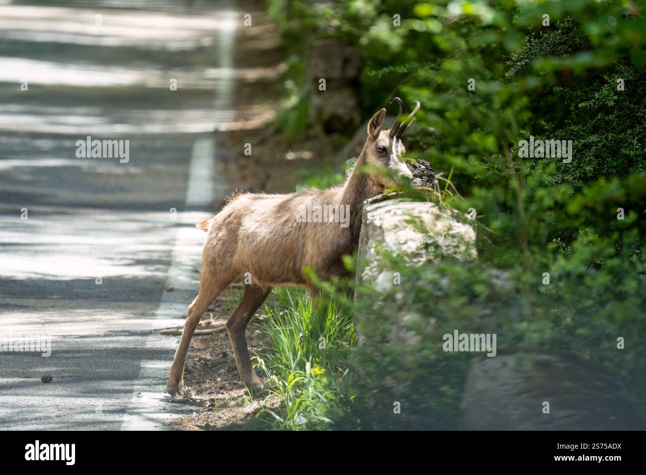 Un chamois, chèvre alpine (rupicapra rupicapra) sur une route de montagne Banque D'Images