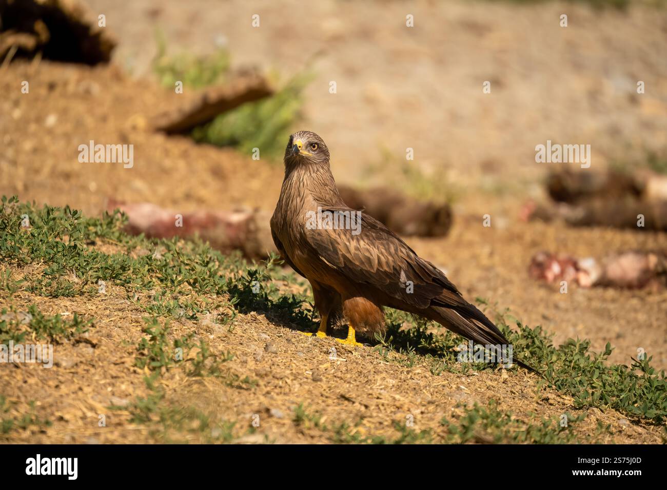 Gros plan d'un cerf-volant noir (Milvus migrans) sur un site d'alimentation d'oiseau de proie (vautour) dans les Pyrénées Banque D'Images