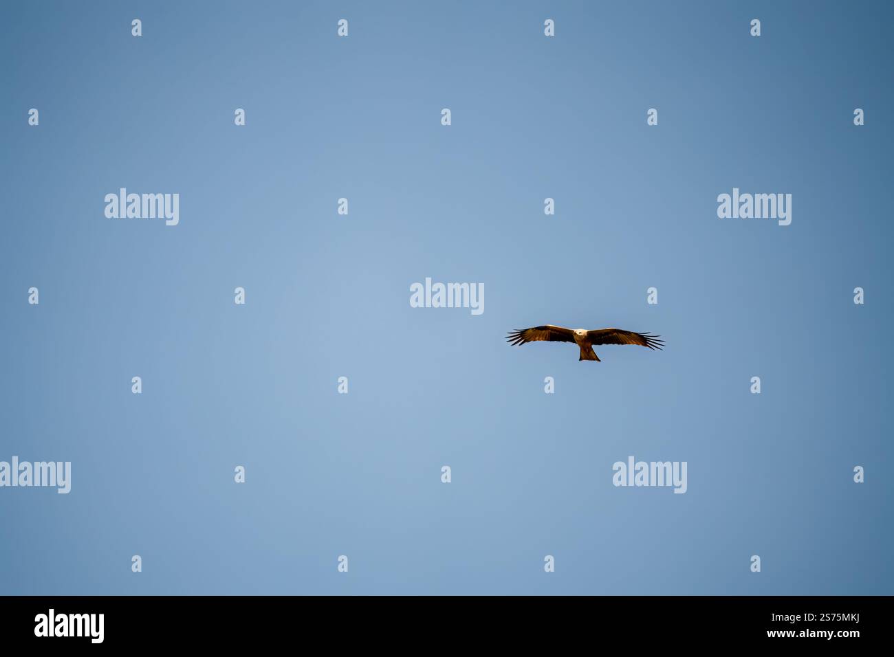 Gros plan d'un cerf-volant noir (Milvus migrans) sur un site d'alimentation d'oiseau de proie (vautour) dans les Pyrénées Banque D'Images