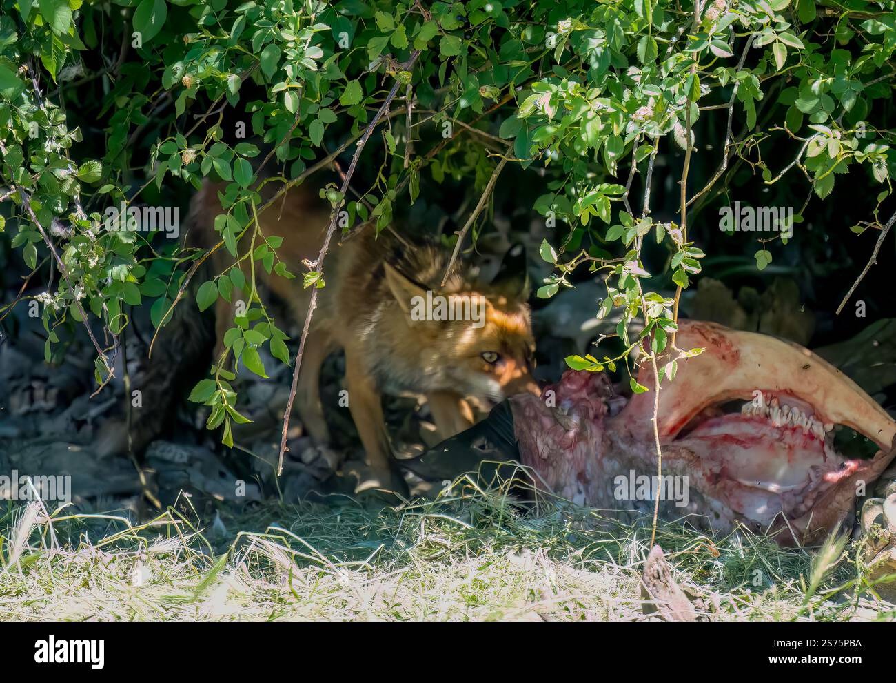 Gros plan d'un renard rouge ibérique sauvage (Zorro, Vulpes Vulpes Silacea) se nourrissant d'une carcasse de bétail Banque D'Images