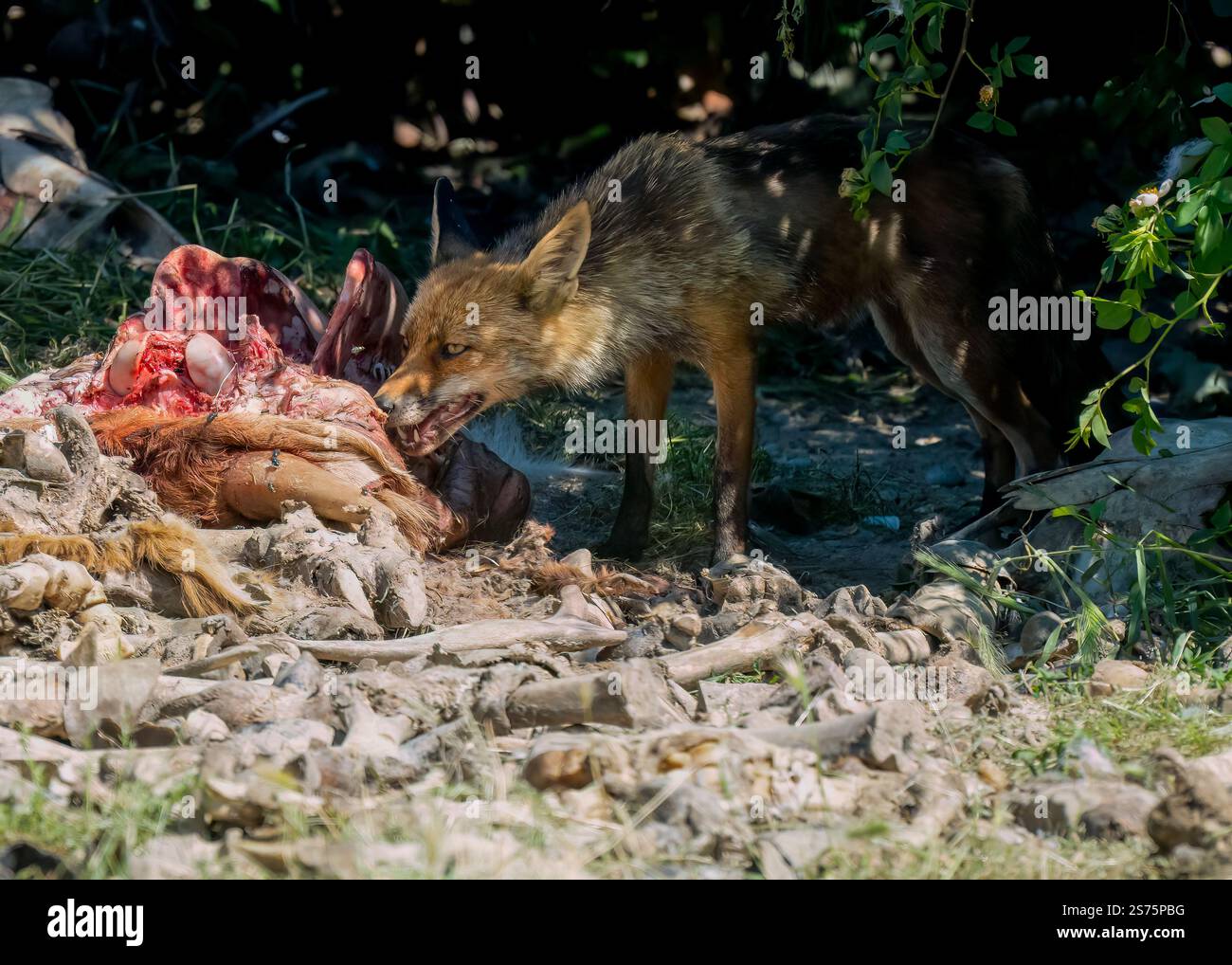 Gros plan d'un renard rouge ibérique sauvage (Zorro, Vulpes Vulpes Silacea) se nourrissant d'une carcasse de bétail Banque D'Images