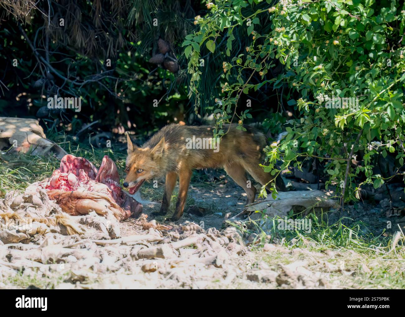 Gros plan d'un renard rouge ibérique sauvage (Zorro, Vulpes Vulpes Silacea) se nourrissant d'une carcasse de bétail Banque D'Images