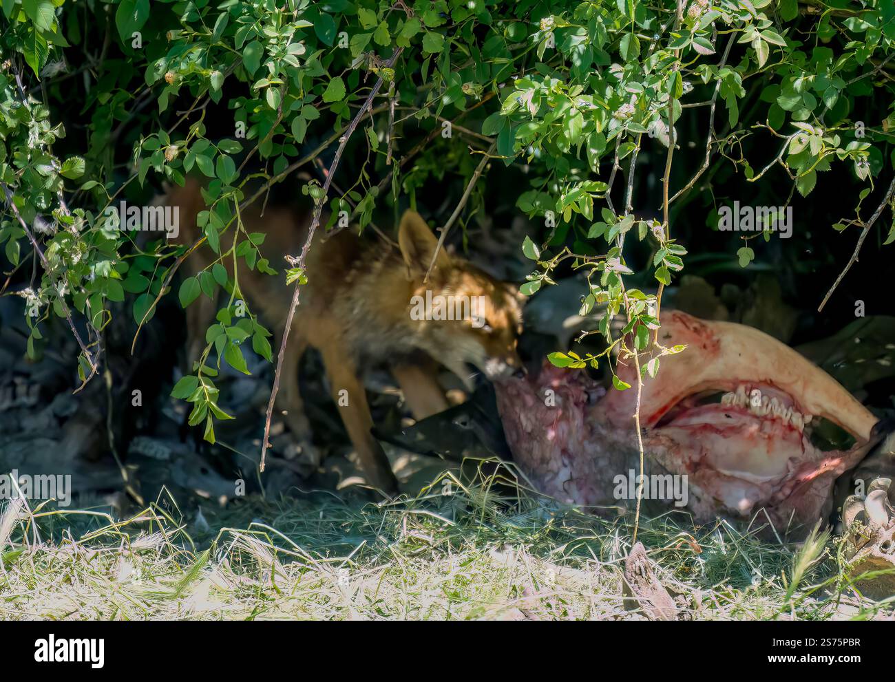 Gros plan d'un renard rouge ibérique sauvage (Zorro, Vulpes Vulpes Silacea) se nourrissant d'une carcasse de bétail Banque D'Images