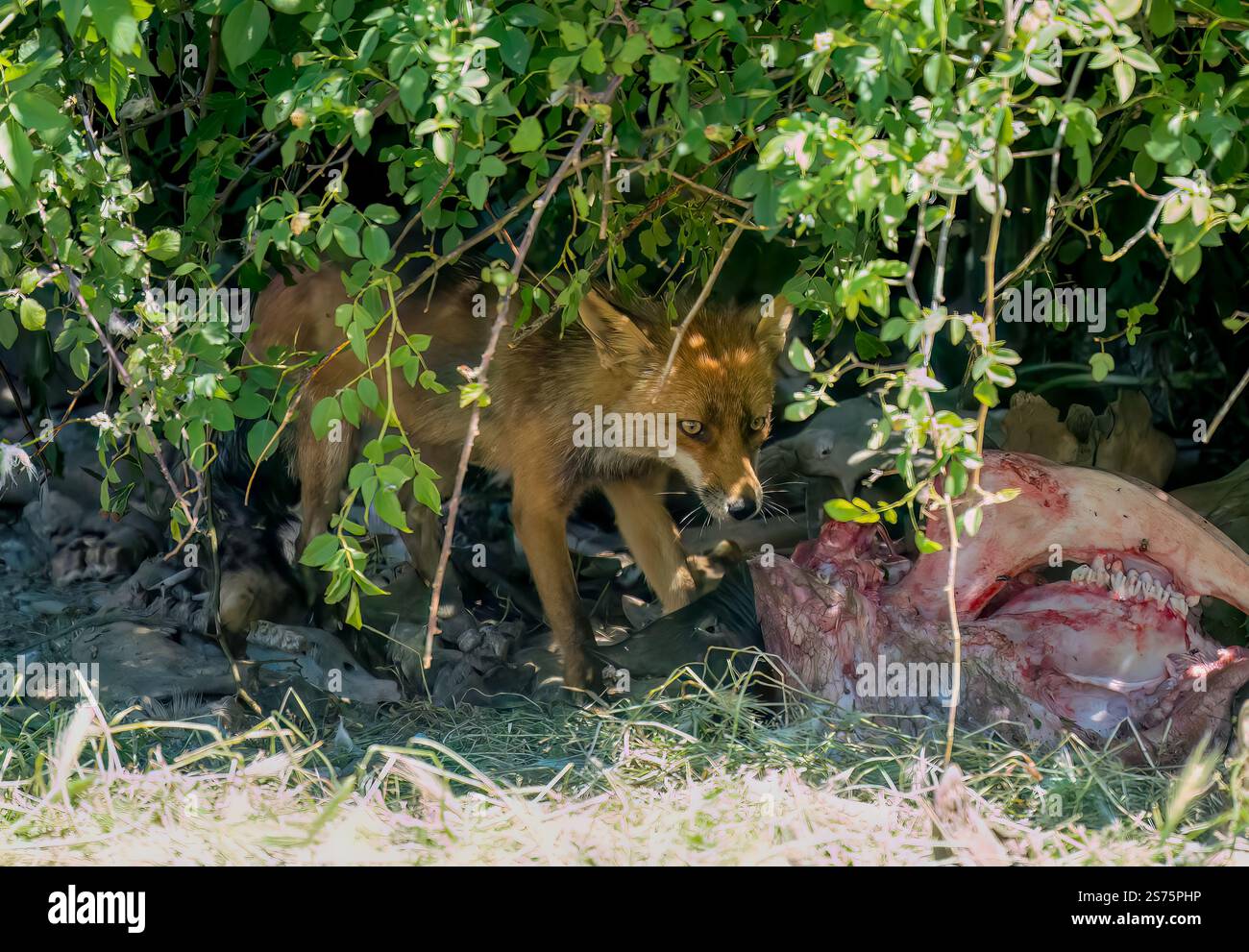 Gros plan d'un renard rouge ibérique sauvage (Zorro, Vulpes Vulpes Silacea) se nourrissant d'une carcasse de bétail Banque D'Images