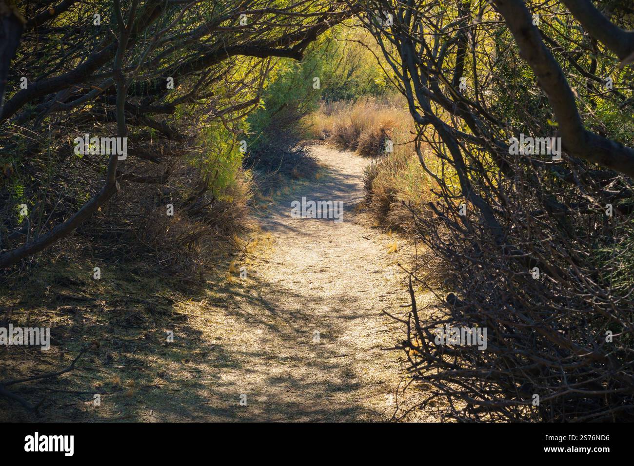 Sentier de randonnée pédestre à travers les arbres mesquite dans la réserve Big Morongo Canyon de Morongo Valley, Californie Banque D'Images