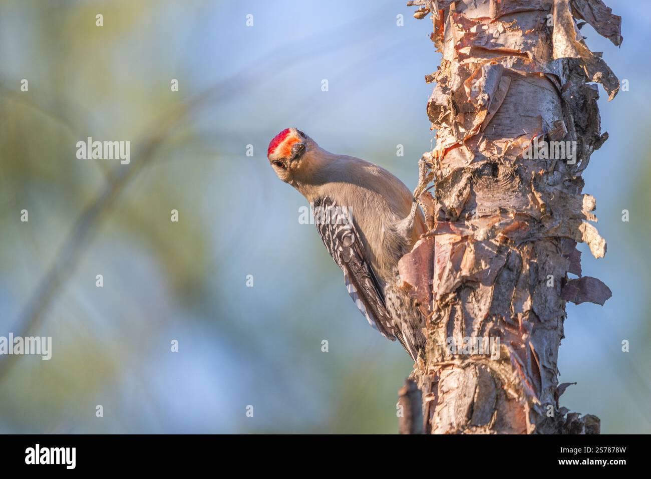 Un pic à ventre rouge s'accroche à un arbre, ses marques vibrantes se démarquent dans cette photographie détaillée de la faune. Banque D'Images