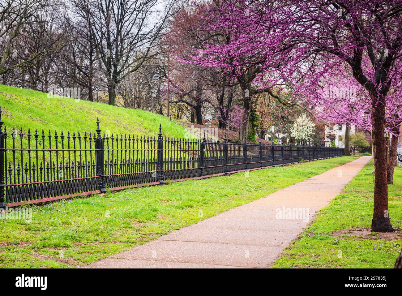 Arbre Red Bud fleuri, avec des bourgeons violets, un trottoir et une clôture historique en fer noir au Lafayette Park à Louis, Missouri. Banque D'Images Arbre Red Bud fleuri, avec des bourgeons violets, un trottoir et une clôture historique en fer noir au Lafayette Park à Louis, Missouri. Banque D'Images