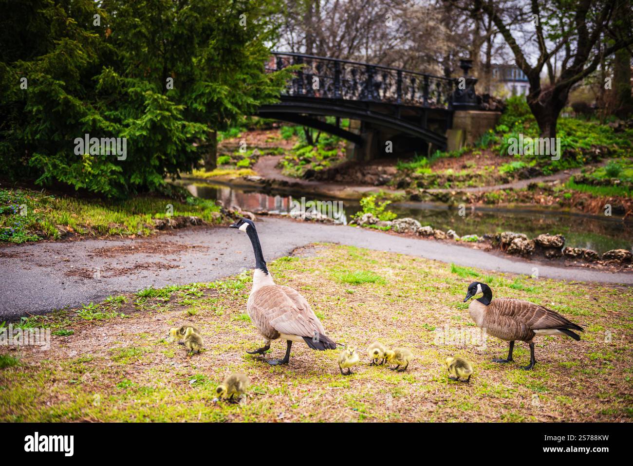Famille d'oies avec oisons un jour de printemps devant Grotto Bridge, alias Lafayette Park Bridge, à Lafayette Square, à Louis, Missouri. Banque D'Images Famille d'oies avec oisons un jour de printemps devant Grotto Bridge, alias Lafayette Park Bridge, à Lafayette Square, à Louis, Missouri. Banque D'Images