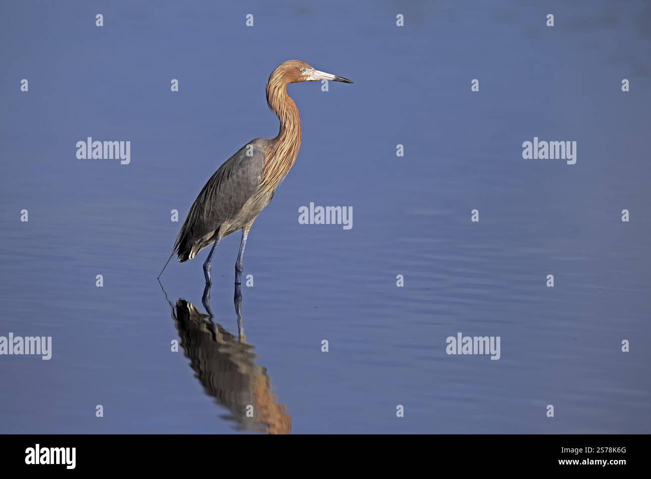 Aigrette rougeâtre (Egretta rufescens), adulte, dans l'eau, recherche de nourriture, alerte, Merritt Island, Black point Wildlife Drive, Floride, États-Unis, Amérique du Nord Banque D'Images Aigrette rougeâtre (Egretta rufescens), adulte, dans l'eau, recherche de nourriture, alerte, Merritt Island, Black point Wildlife Drive, Floride, États-Unis, Amérique du Nord Banque D'Images