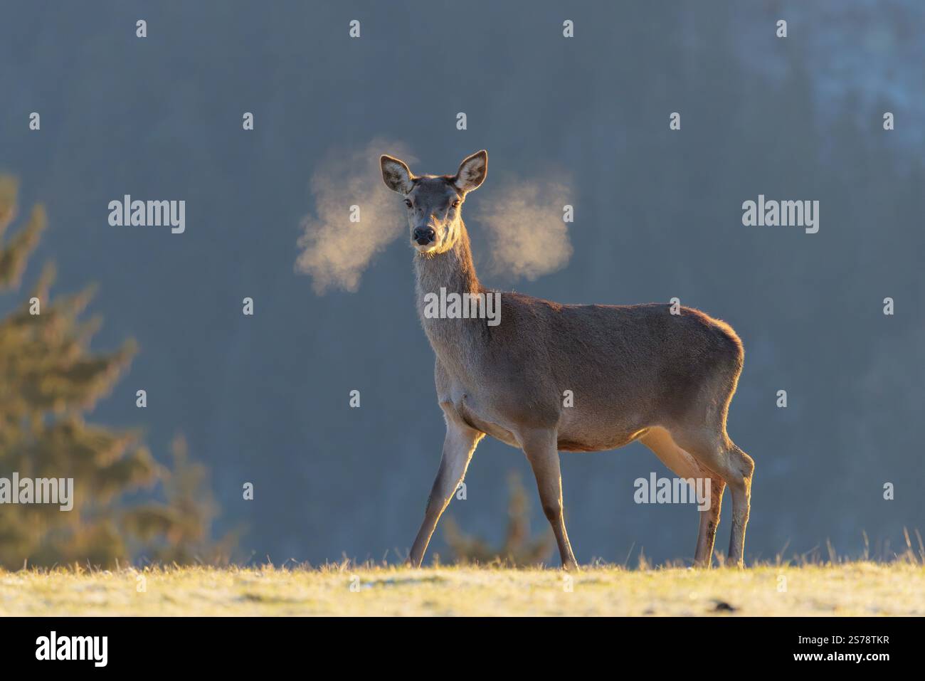 Une femelle cerf roux (Cervus elaphus) se dresse à la première lumière du jour sur un pré couvert de gel de houle. Son souffle se condense dans l'air froid. Une forêt Banque D'Images