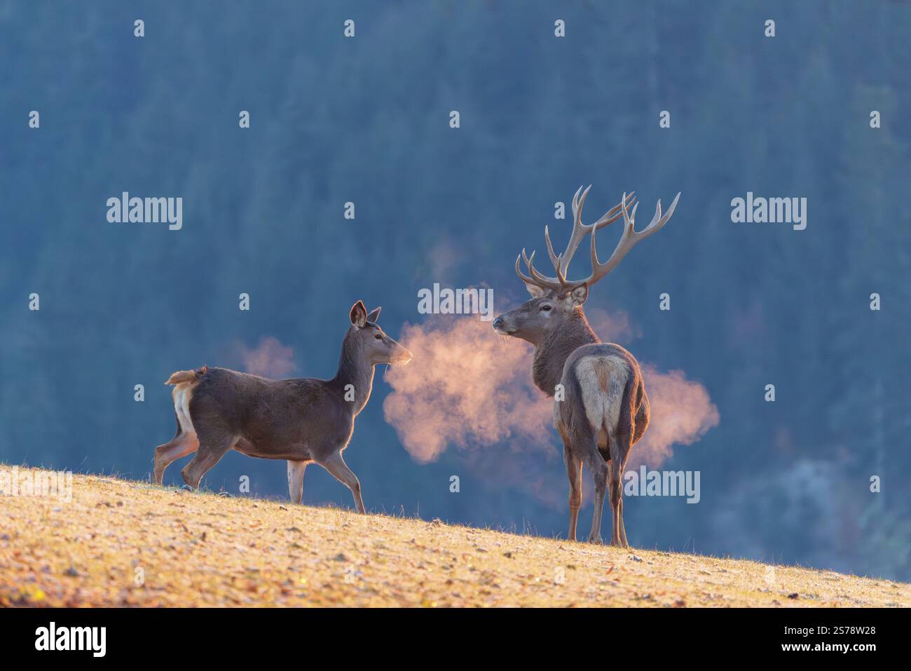 Un cerf de cerf rouge (Cervus elaphus) et un postérieur se dressent à la première lumière du jour sur une prairie couverte de gel de houle. Leur souffle se condense dans l'air froid. Banque D'Images