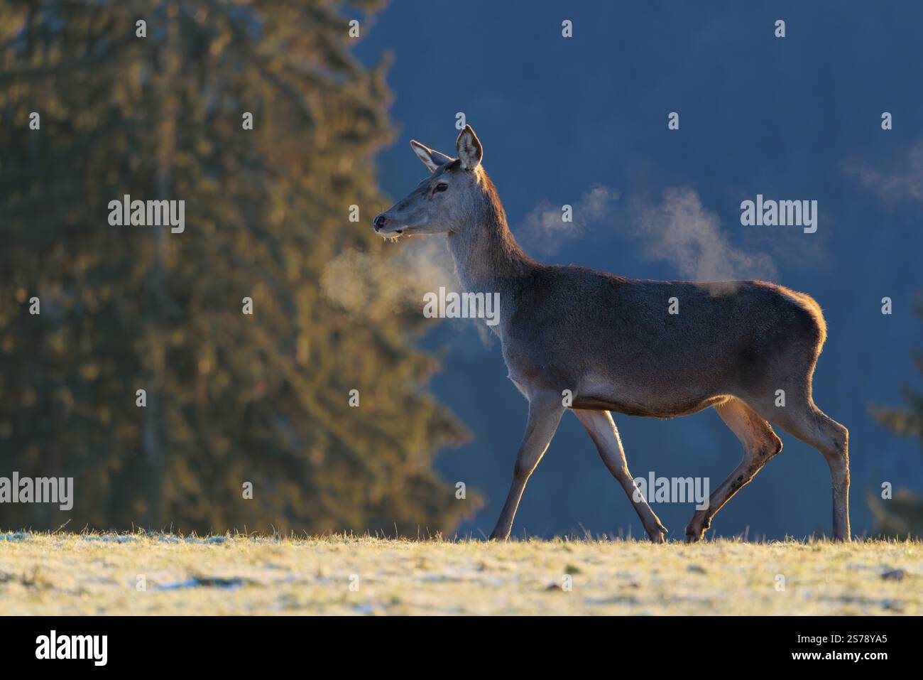 Une femelle cerf roux (Cervus elaphus) se dresse à la première lumière du jour sur un pré couvert de gel de houle. Son souffle se condense dans l'air froid. Une forêt Banque D'Images