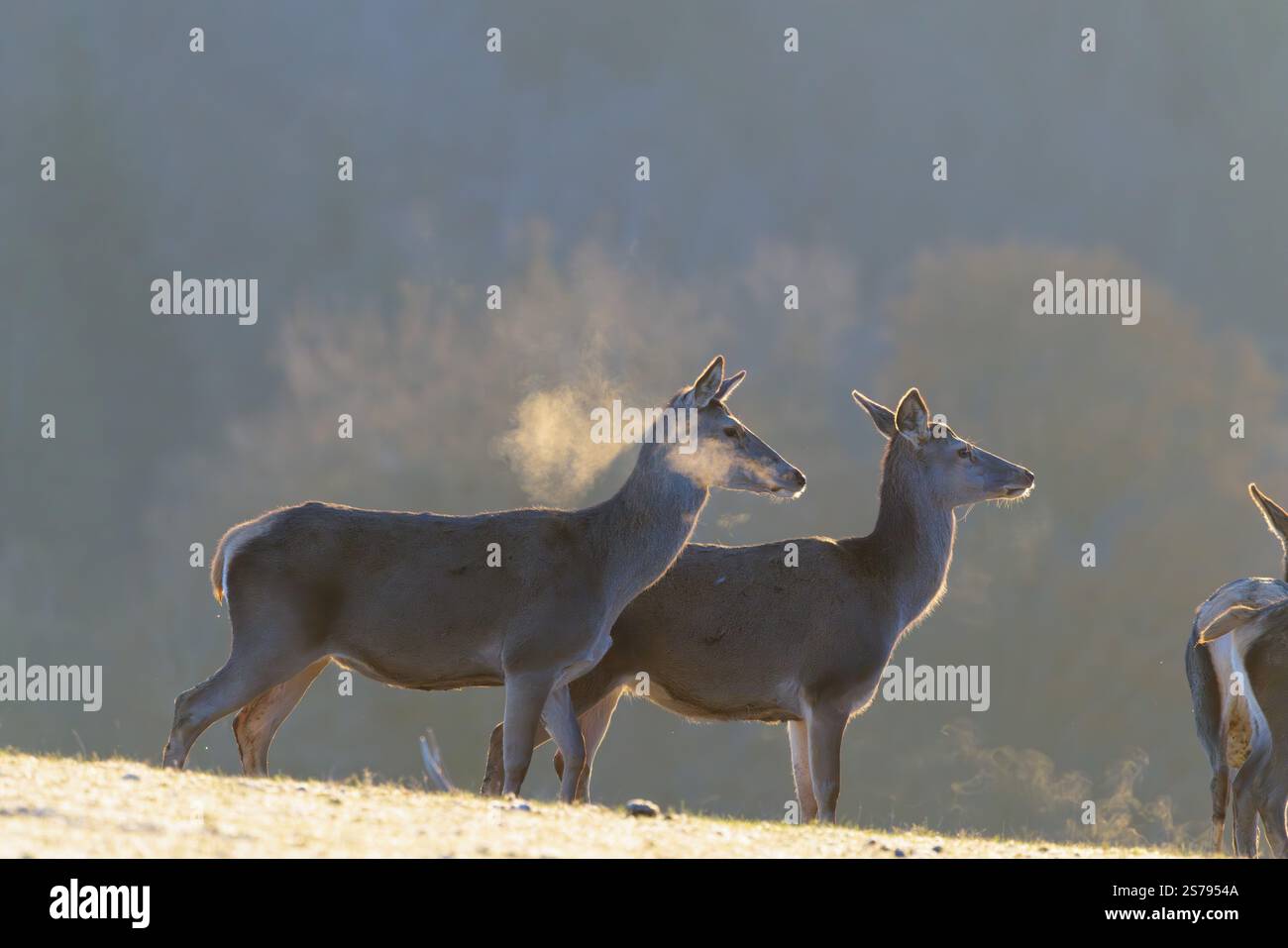 Trois cerfs rouges femelles (Cervus elaphus) se dressent à la première lumière du jour sur un pré couvert de gel de houle. Leur souffle se condense dans l'air froid. A fo Banque D'Images
