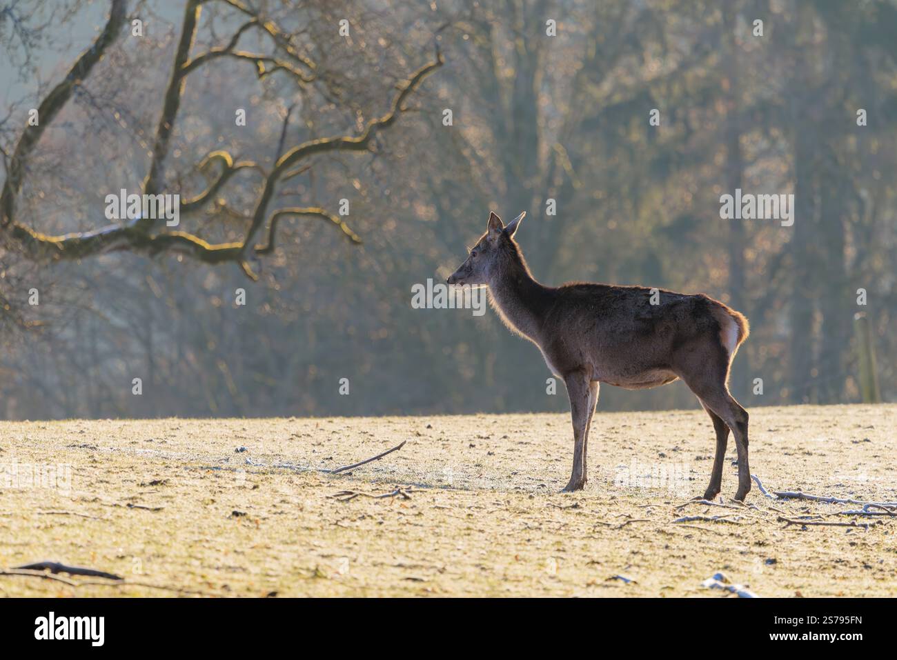 Une femelle cerf roux (Cervus elaphus) se dresse à la première lumière du jour sur un pré couvert de gel de houle. Son souffle se condense dans l'air froid. Une forêt Banque D'Images