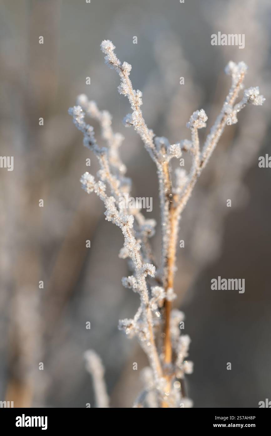 Gros plan de cristaux de glace poussant sur une branche sèche. L'image est au format portrait. Banque D'Images