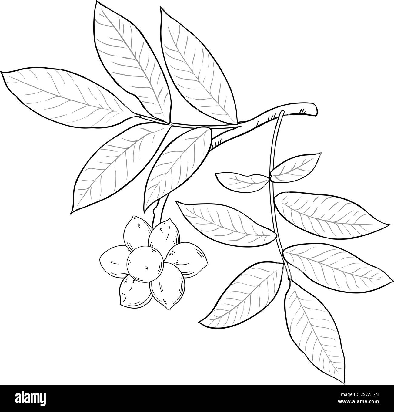 Ylang Ylang branche avec fruits et feuilles illustration de contour. Huile essentielle ingrédient pour cosmétiques, spa, aromathérapie, soins de santé, alternative m Illustration de Vecteur