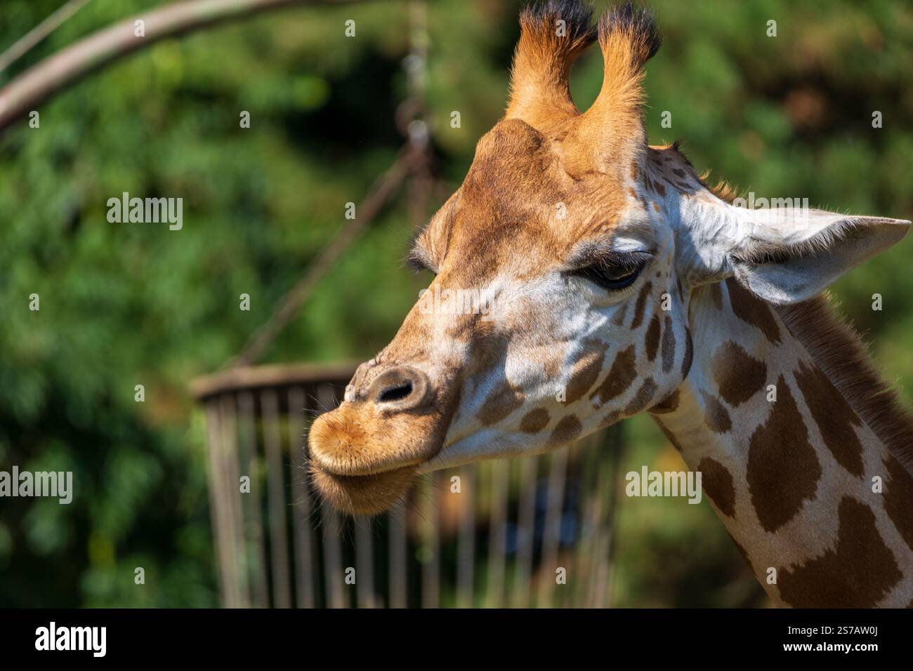 Gros plan d'une girafe devant des arbres verts, en regardant la caméra Banque D'Images