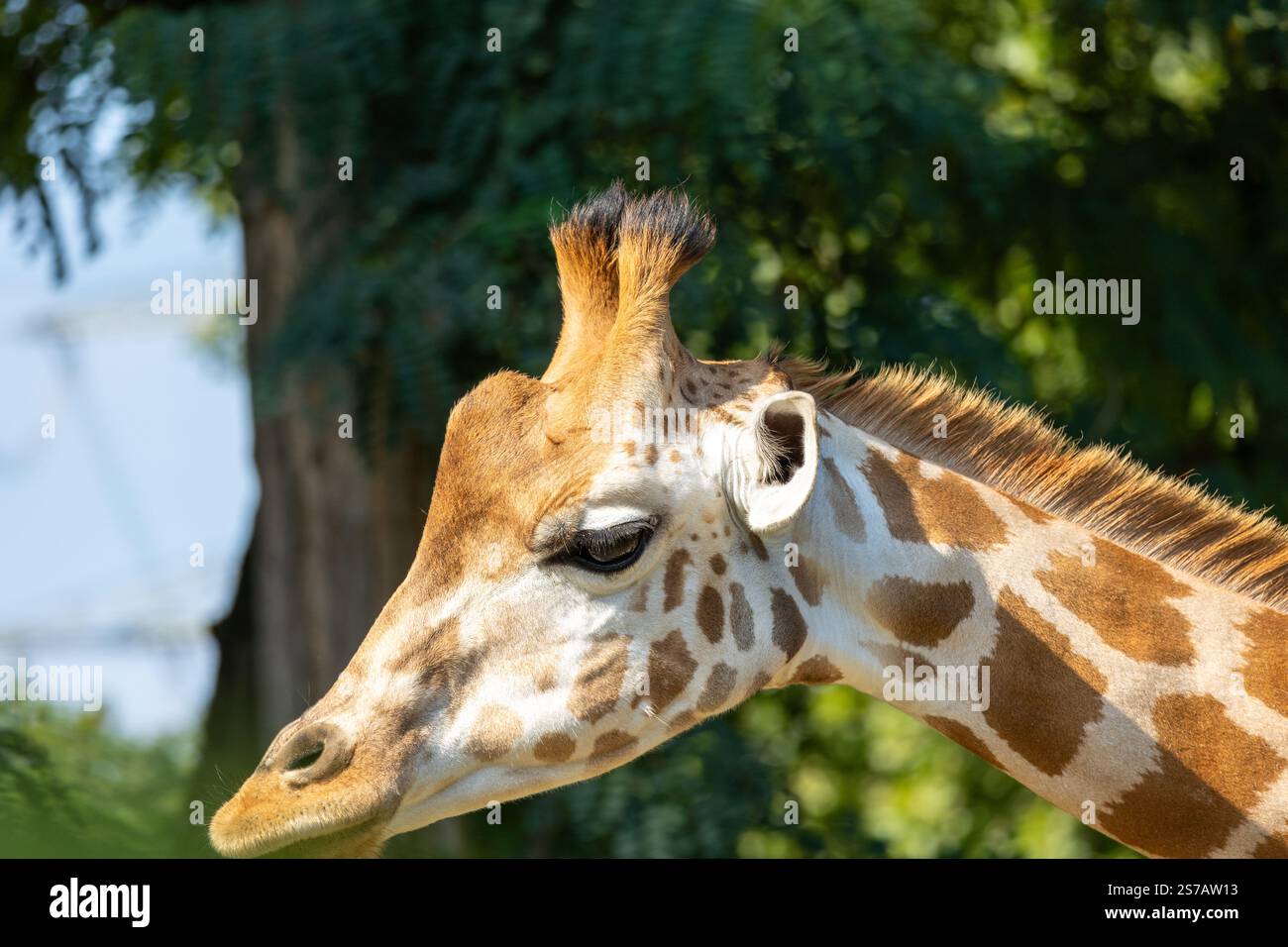 Gros plan d'une girafe devant des arbres verts, en regardant la caméra Banque D'Images