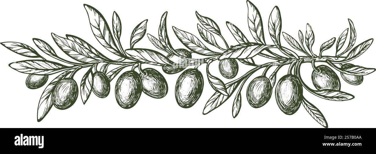 Branche d'olivier avec des feuilles et des fruits mûrs. Gravure vectorielle. Croquis vintage dessiné à la main. Cuisine méditerranéenne, huile aromatique Illustration de Vecteur