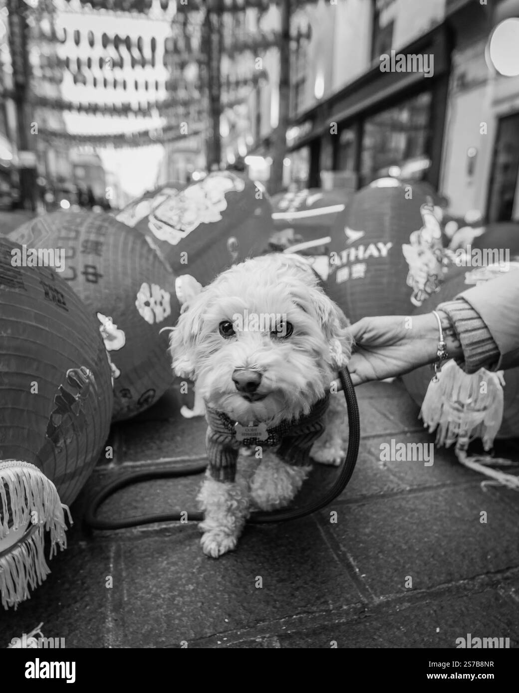 Un chien mignon et moelleux dans chinatown alors que la préparation commence pour le nouvel an lunaire chinois du serpent. Banque D'Images