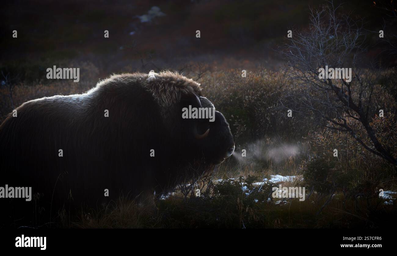 Boeuf musqué du nord dans les montagnes d'hiver, habitat naturel d'hiver avec neige, parc national de Dovrefjell, Norvège. Face à face un rat musqué. Combat de bœuf musqué. Mu sauvage Banque D'Images