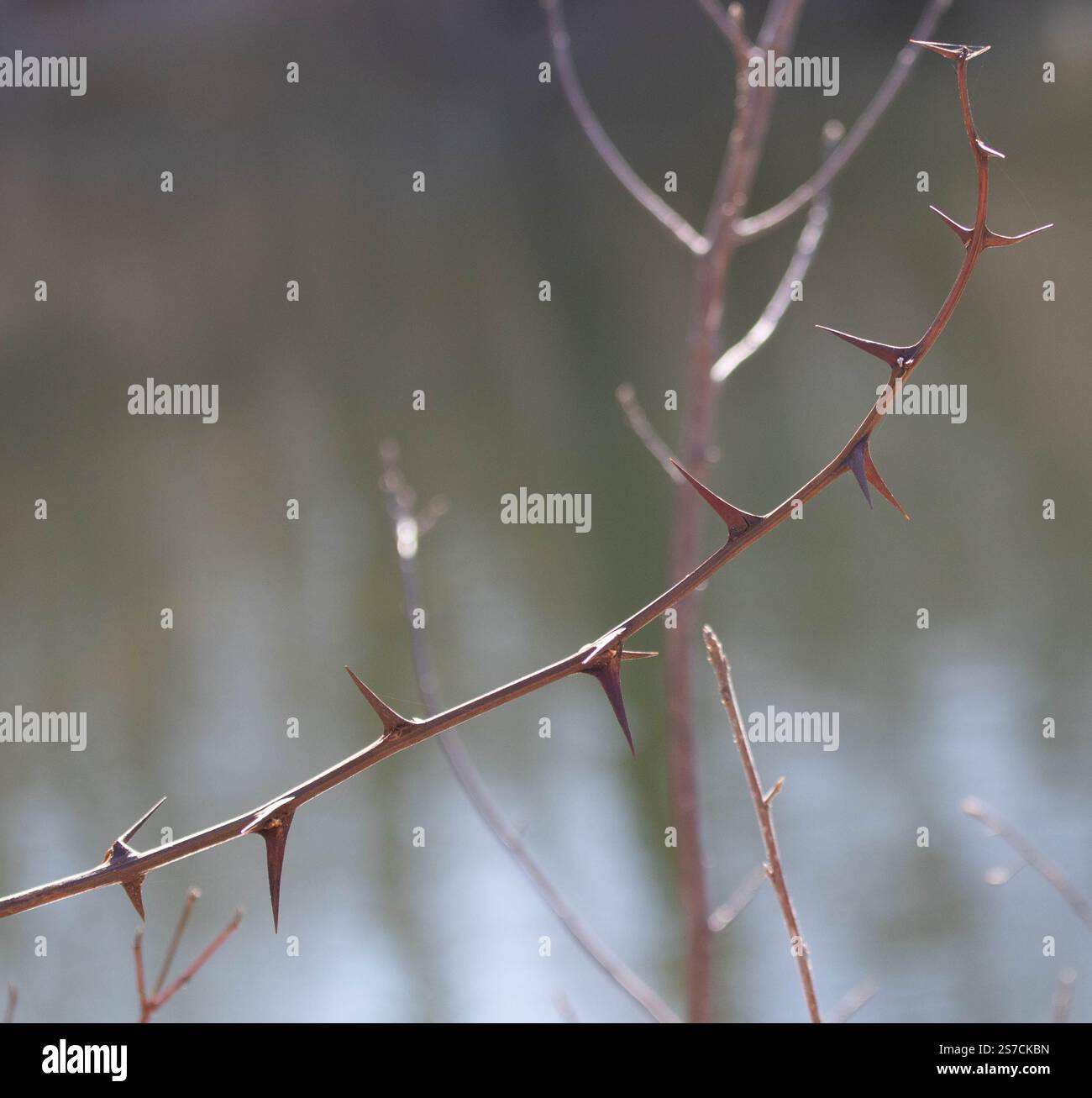 Détail d'une plante, épines Banque D'Images