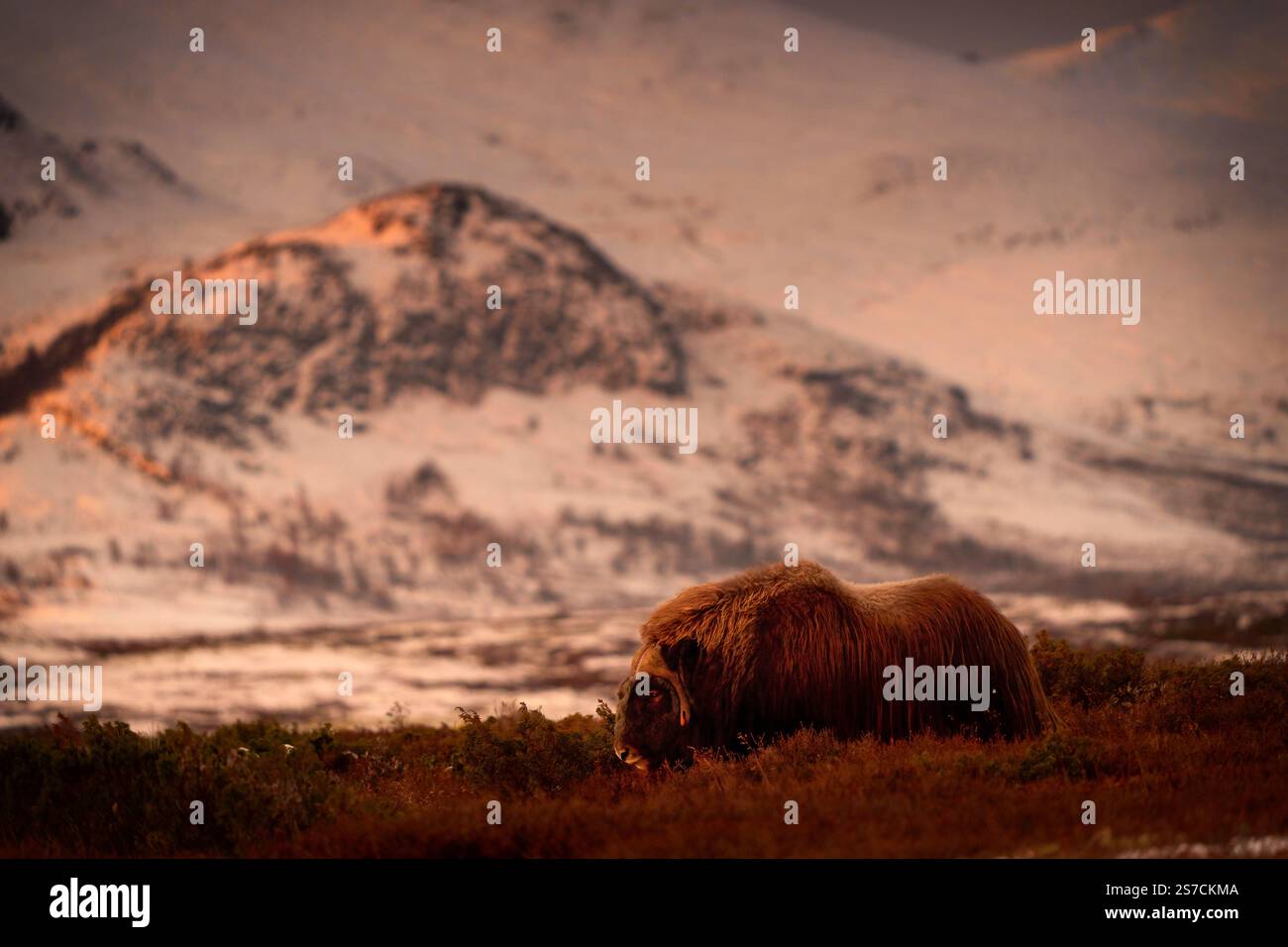 Boeuf musqué du nord dans les montagnes d'hiver, habitat naturel d'hiver avec neige, parc national de Dovrefjell, Norvège. Face à face un rat musqué. Combat de bœuf musqué. Mu sauvage Banque D'Images