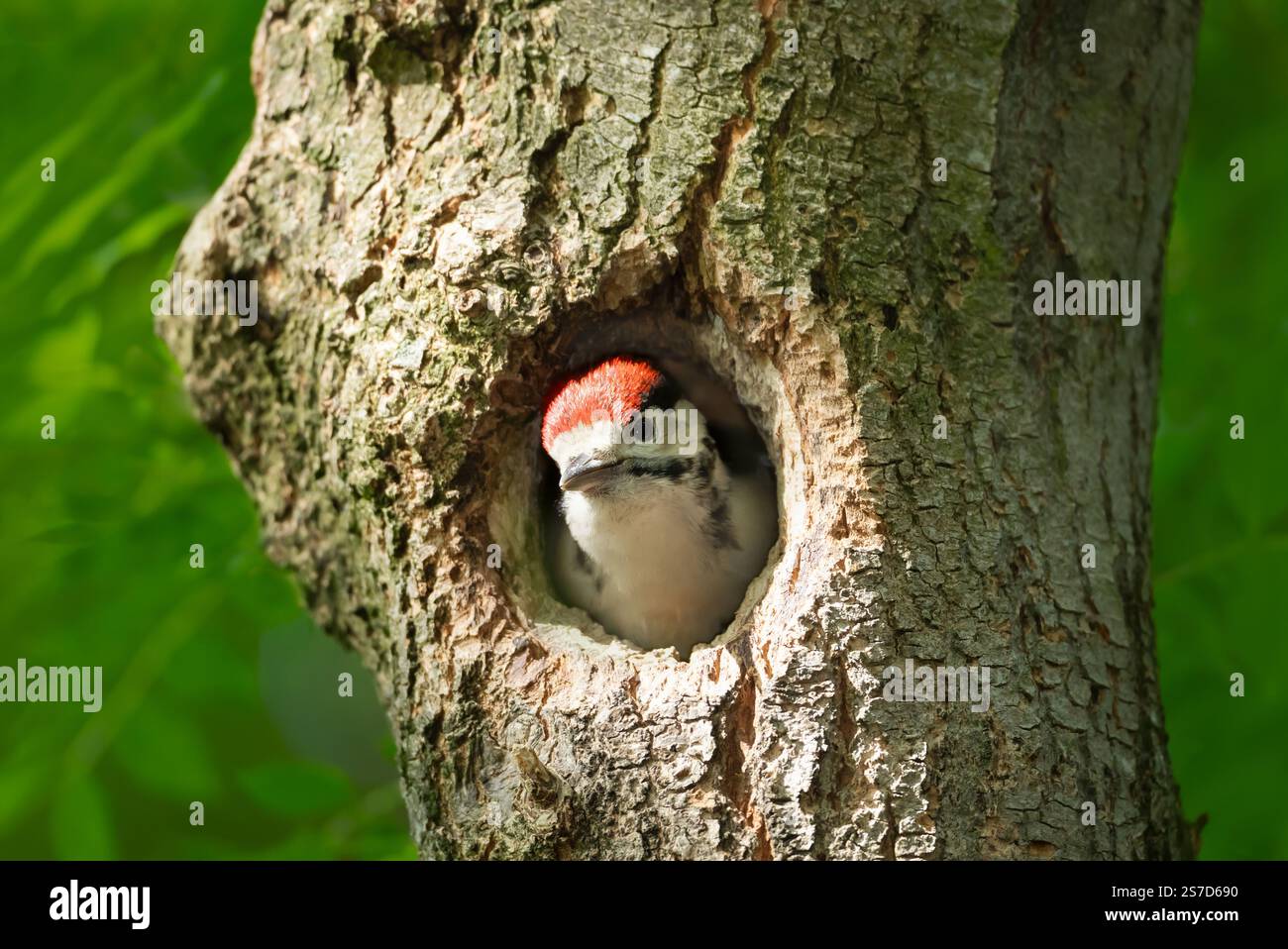 Grand pic tacheté juvénile assis dans un trou d'arbre au printemps, Royaume-Uni. Banque D'Images