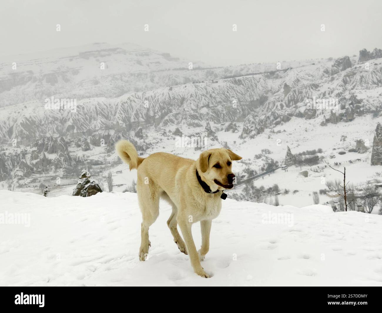 Un berger Kangal anatolien court dans la neige au sommet de la région de Winter Rock Mountain Banque D'Images