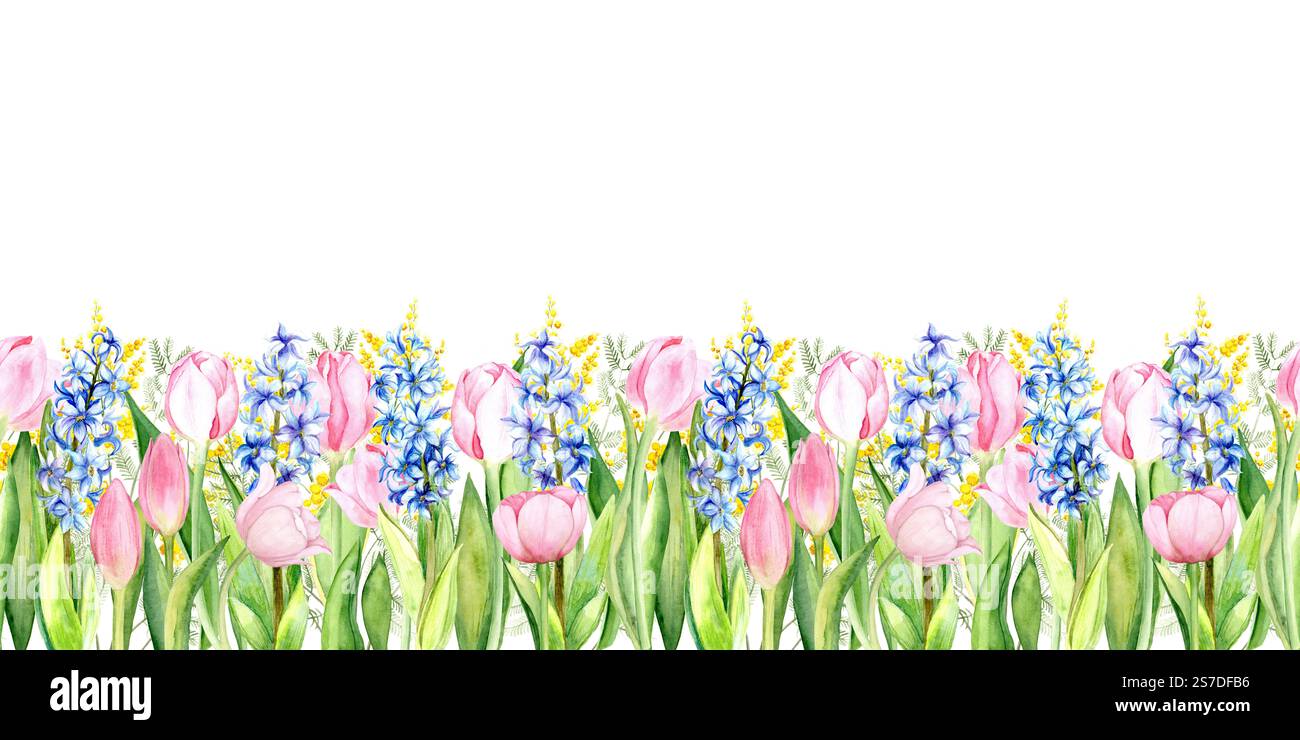 Bordure transparente. Composition aquarelle de tulipes roses, jacinthes bleues et brins de mimosa sur fond blanc. Design de ressort lumineux et délicat pour cartes, emballages, textiles et décors Banque D'Images