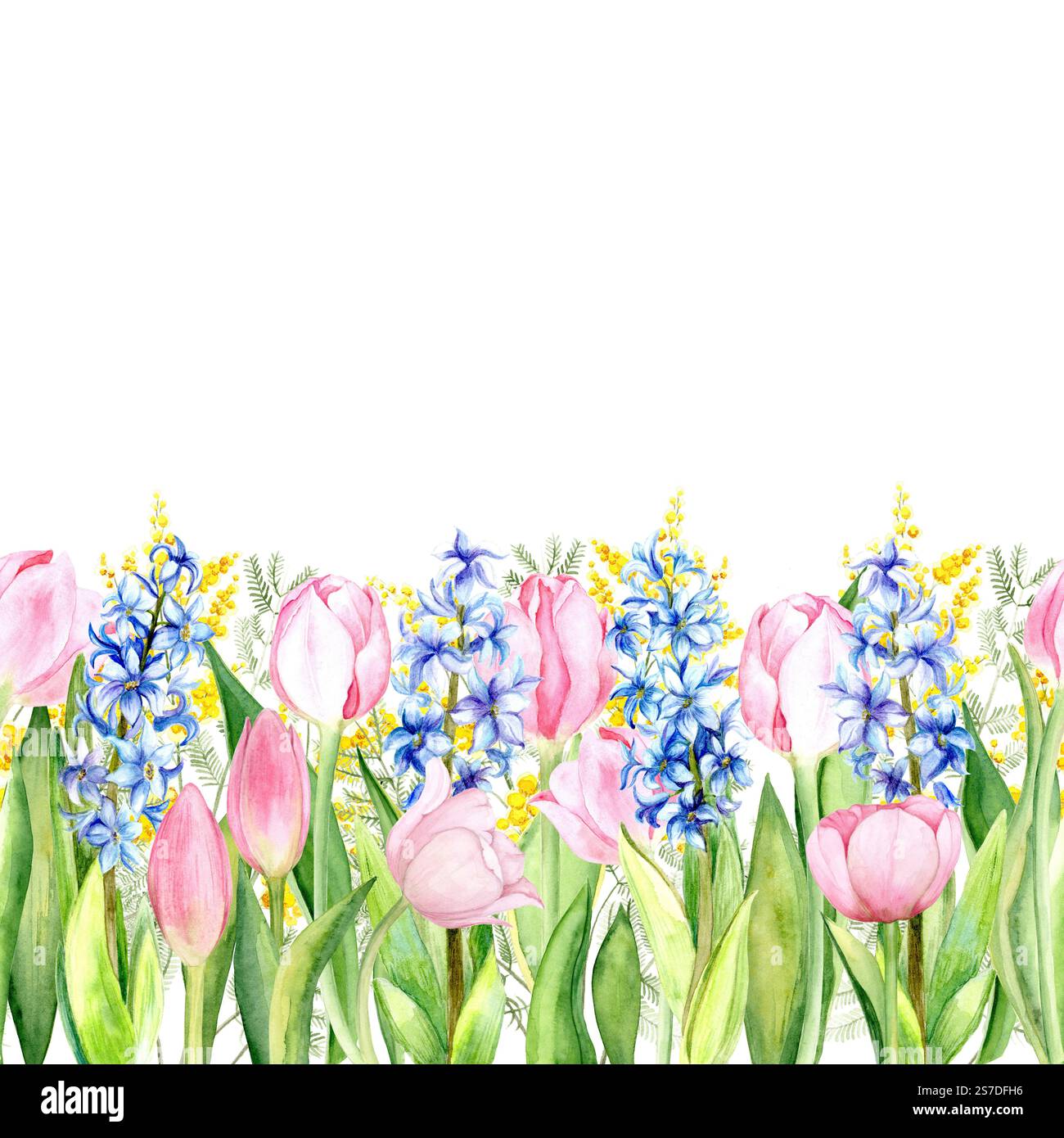 Bordure transparente. Composition aquarelle de tulipes roses, jacinthes bleues et brins de mimosa sur fond blanc. Design de ressort lumineux et délicat pour cartes, emballages, textiles et décors Banque D'Images