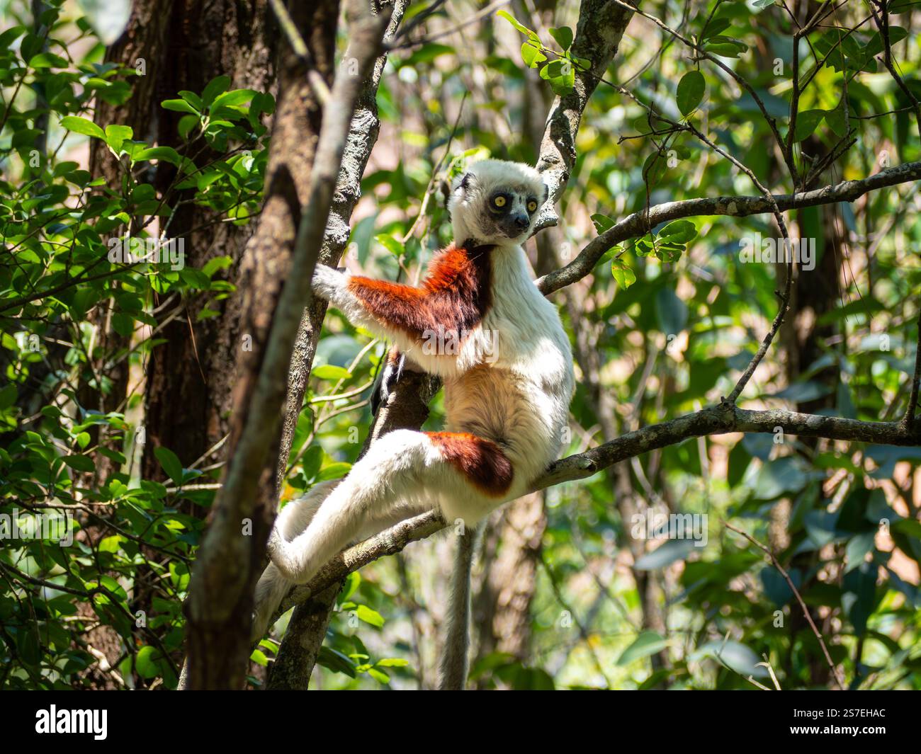 Sifaka de Coquerel, jungle forestière tropicale sur l’île de Madagascar Banque D'Images