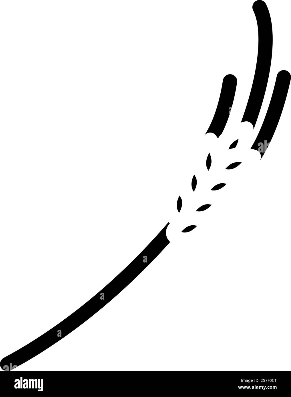 vecteur d'icône de glyphe de blé mûr spikelets. épillets signe de blé mûr. illustration de symbole isolé. picots illustration vectorielle d'icône glyphe de blé mûr Illustration de Vecteur