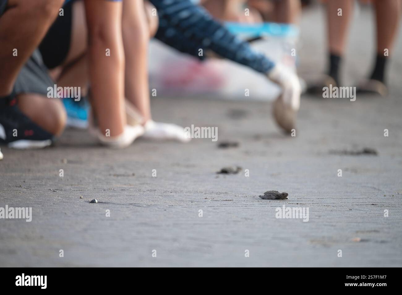 Les gens libres bébé tortue sur la plage de sable à la faune vue rapprochée Banque D'Images