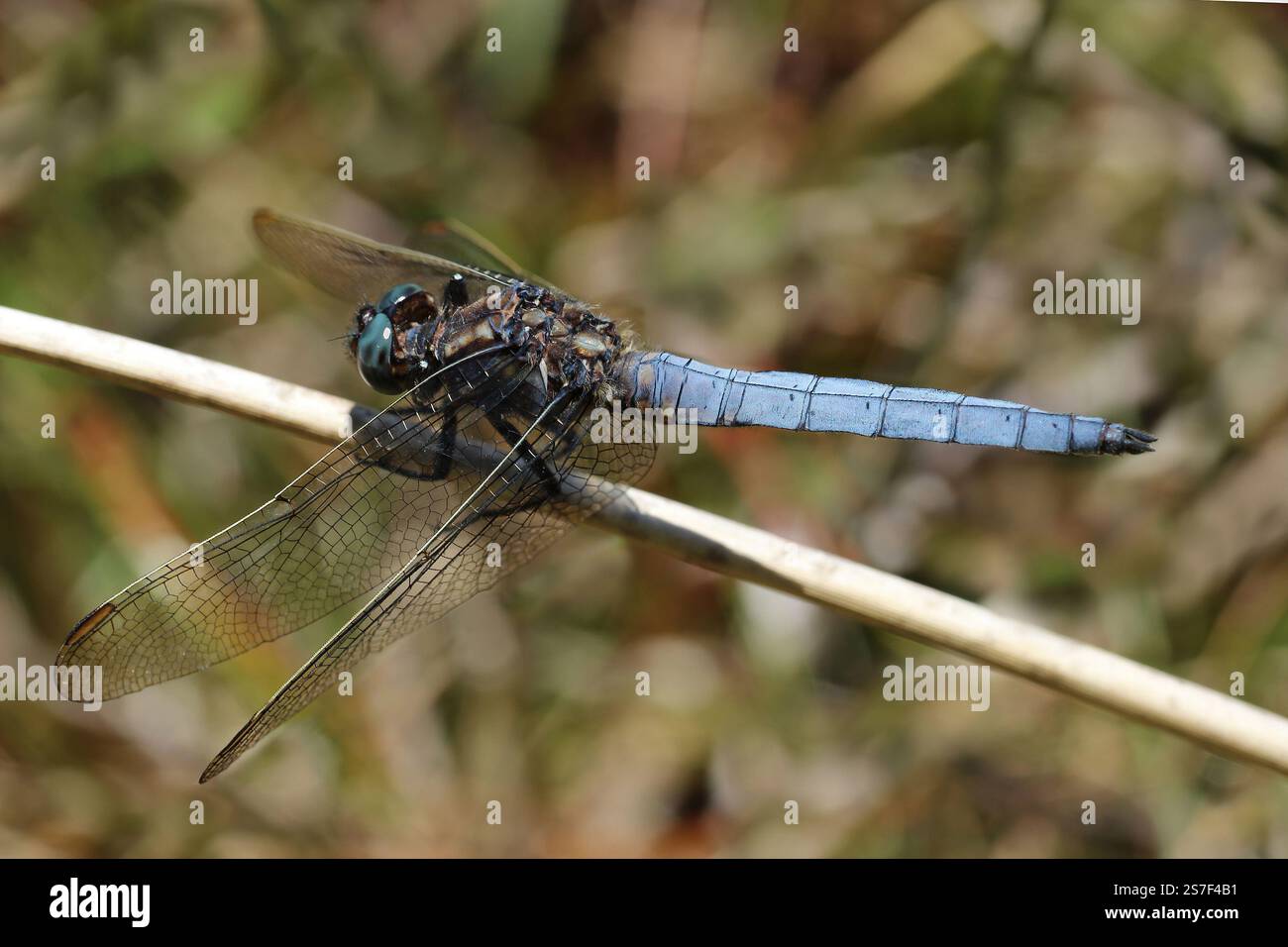 Écumoire à quille (Orthetrum coerulescens) - mâle Banque D'Images