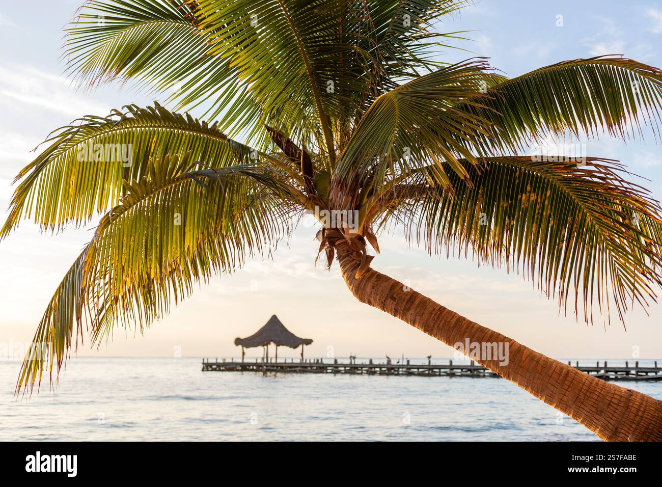 Mexique, Puerto Morelos, palmier et jetée avec palapa au lever du soleil Banque D'Images