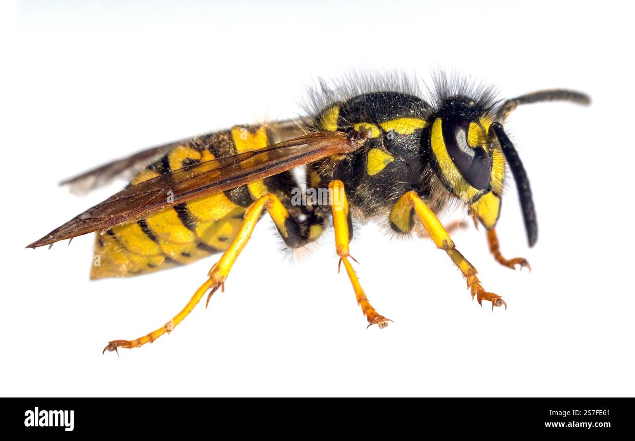Guêpe commune européenne guêpe allemande ou veste jaune allemande isolée Sur fond blanc en latin Vespula vulgaris ou Germanica Banque D'Images