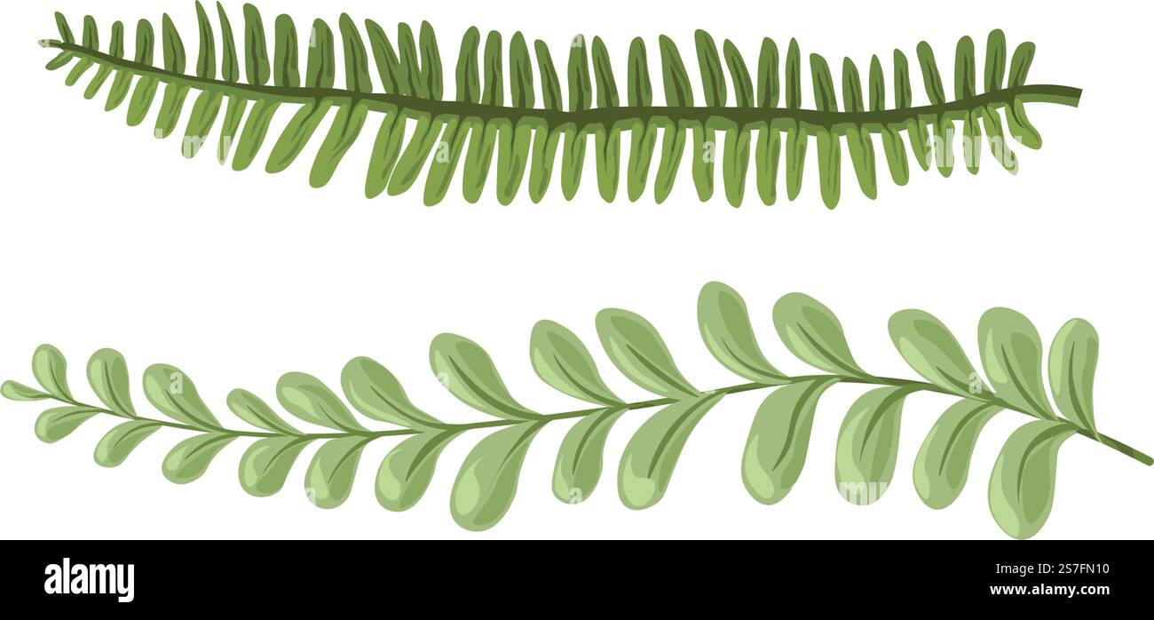 Feuillage tropical et brindilles, branches isolées de fougères, décoration pour la maison. Feuillage exotique, nature et nature sauvage. Verdure luxuriante et design naturel, forêt tropicale ou bois. Vecteur dans le style plat. Feuillage et branches exotiques, feuillage et brindilles Illustration de Vecteur